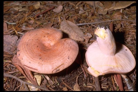 Image of Lactarius chrysorrheus Fr. 1838