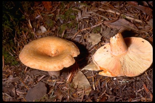 Image of Red Pine Mushroom