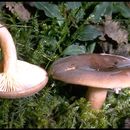 Image of Lactarius mucidus Burl. 1908