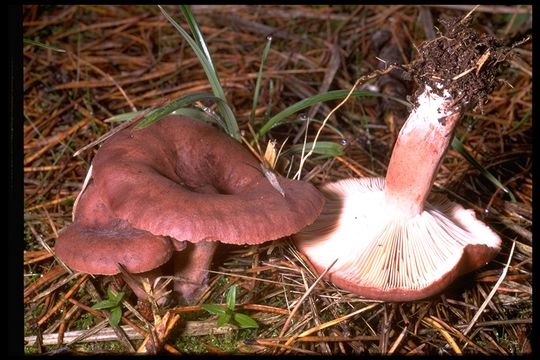 Image of Rufous Milkcap