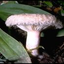 Image of Woolly Milkcap