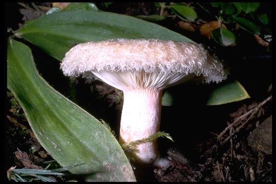 Image of Woolly Milkcap