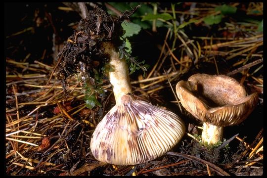 صورة Lactarius uvidus (Fr.) Fr. 1838