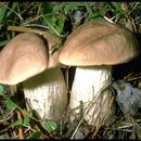 Image of Leccinum duriusculum (Schulzer ex Kalchbr.) Singer 1947