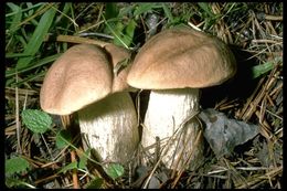 Image of Leccinum duriusculum (Schulzer ex Kalchbr.) Singer 1947