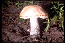 Image of Leccinum scabrum (Bull.) Gray 1821