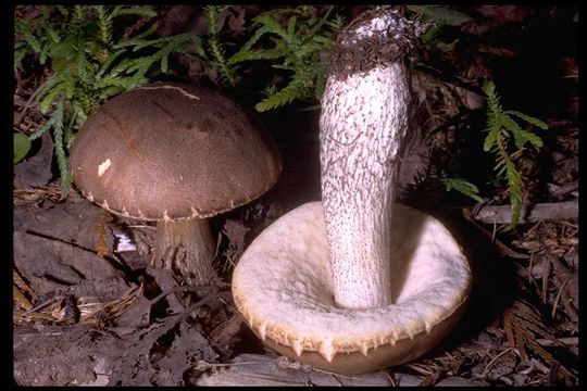 Image of Leccinum scabrum (Bull.) Gray 1821