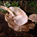 Image of <i>Lentinus kauffmanii</i>