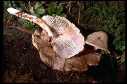 Image of <i>Lentinus kauffmanii</i>