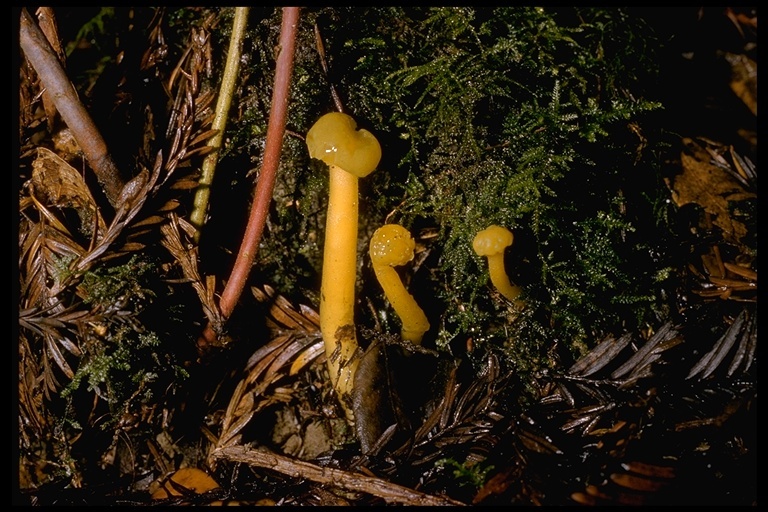 Image of Leotia lubrica (Scop.) Pers. 1797