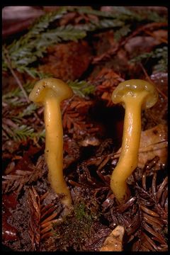 Image of Leotia lubrica (Scop.) Pers. 1797