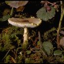 صورة Lepiota magnispora Murrill 1912