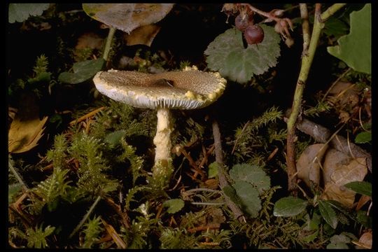 Imagem de Lepiota magnispora Murrill 1912