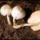 Lepiota helveola Bres. 1882 resmi