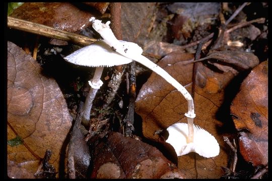 Image of Lepiota sequoiarum Murrill 1912