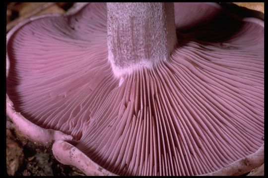 Image de Tricholome Pied bleu