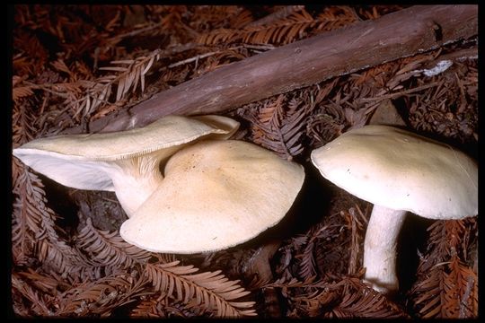 Image of Leucopaxillus albissimus (Peck) Singer 1939