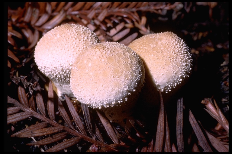 Imagem de Lycoperdon perlatum Pers. 1796