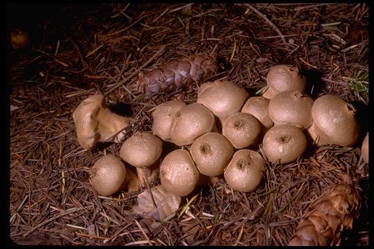 Imagem de Lycoperdon perlatum Pers. 1796