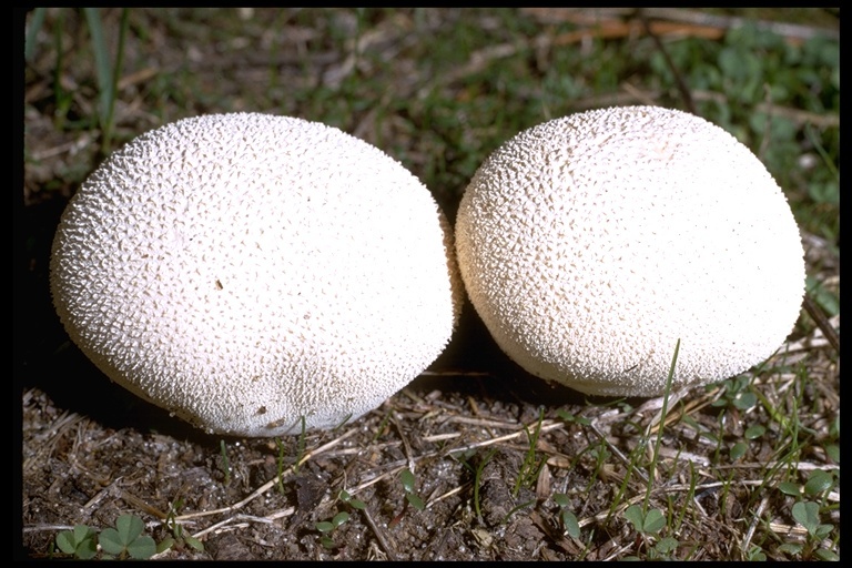 Imagem de <i>Lycoperdon pusillum</i>