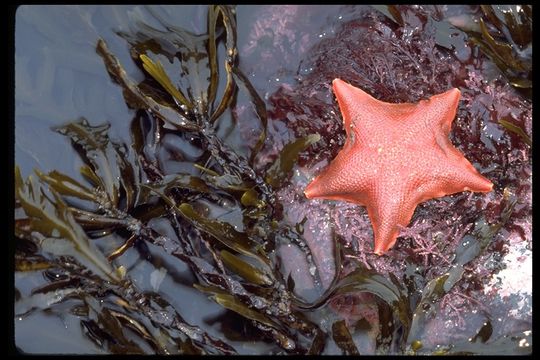 Image of Bat star