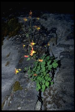 Imagem de Aquilegia formosa Fisch.