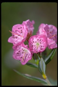 Image of bog laurel