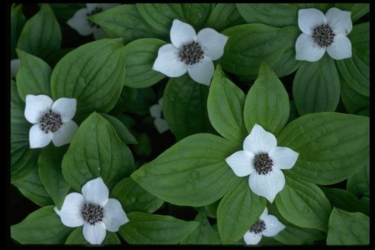 Plancia ëd Cornus canadensis L.