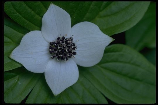 Image of bunchberry dogwood