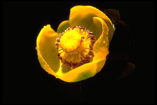 Imagem de Nuphar polysepalum Engelm.