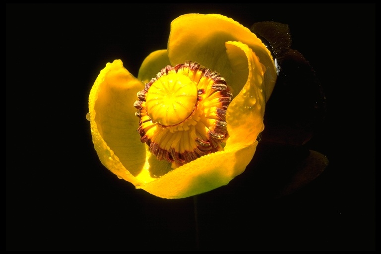 Image de Nuphar polysepalum Engelm.