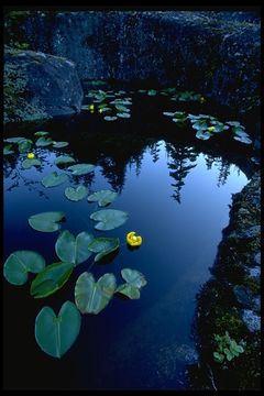 Imagem de Nuphar polysepalum Engelm.