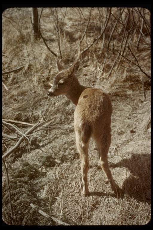 Image of sika deer