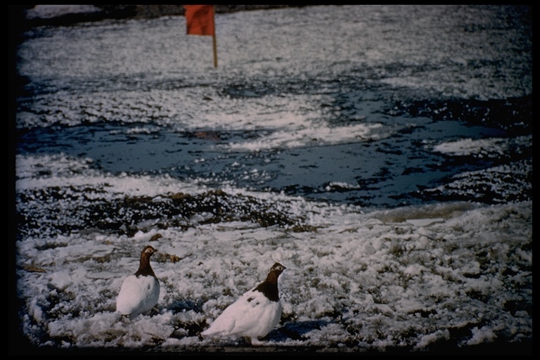 Image of Willow Grouse and Red Grouse