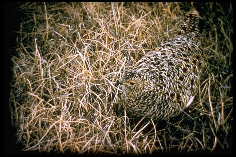 Image of Willow Grouse and Red Grouse