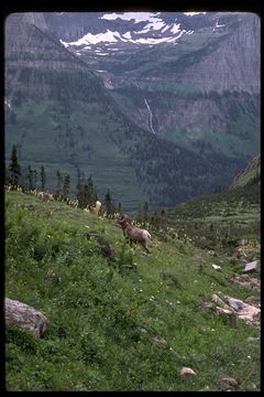 Image of bighorn sheep