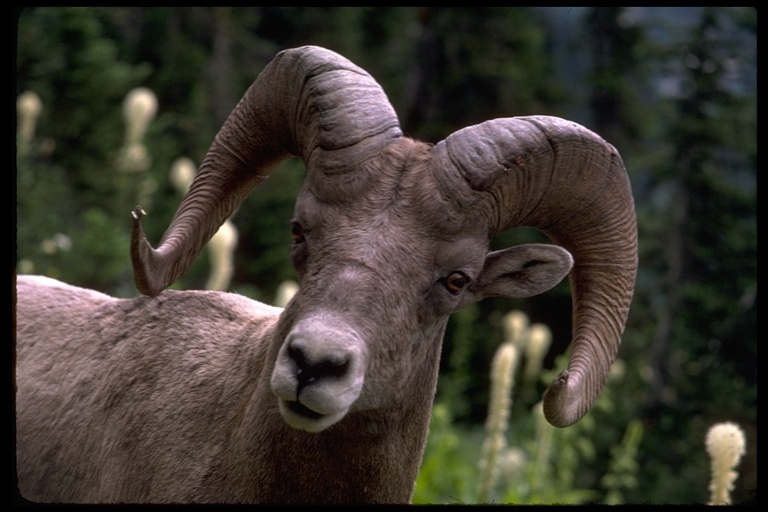 Image of bighorn sheep