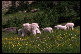 Image of Mountain Goat