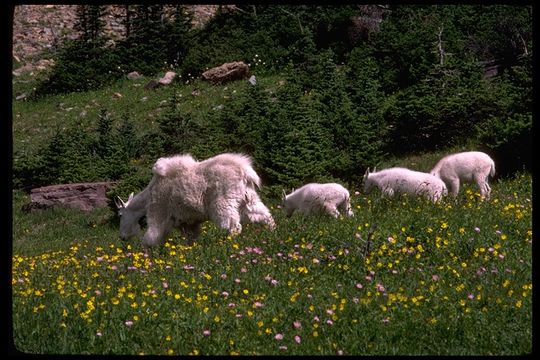 Image of Mountain Goat