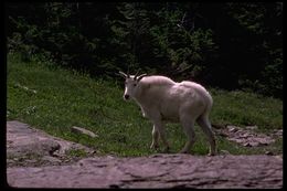 Image of Mountain Goat