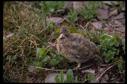 Image of Ptarmigan