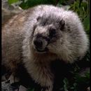 Image of Hoary Marmot