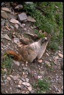 Image of Hoary Marmot