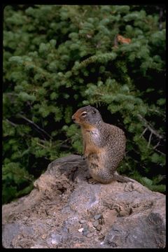 Image of Columbian ground squirrel