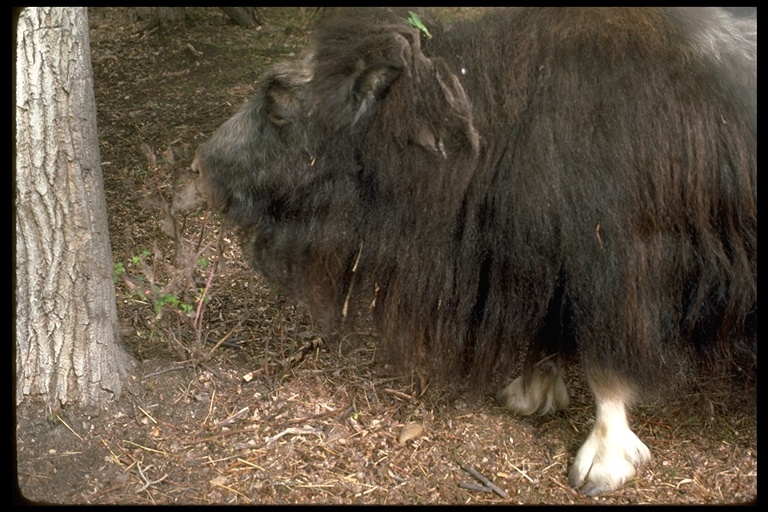 Image of Musk Ox