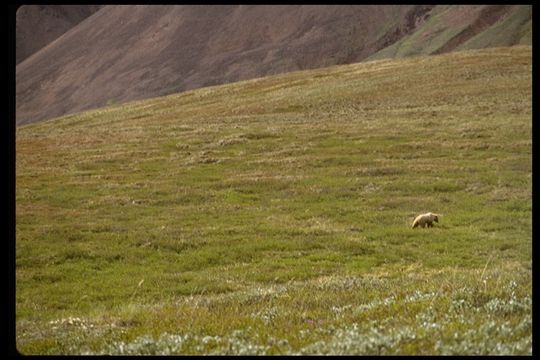 Image of grizzly bear