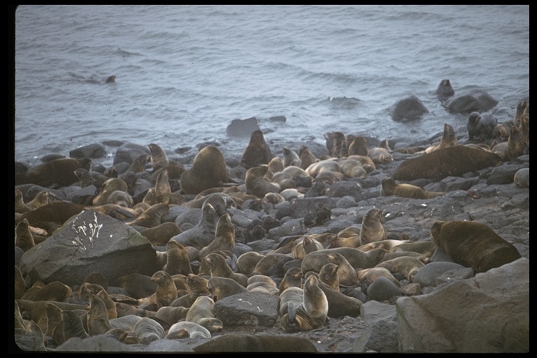 Image of Northern Fur Seal