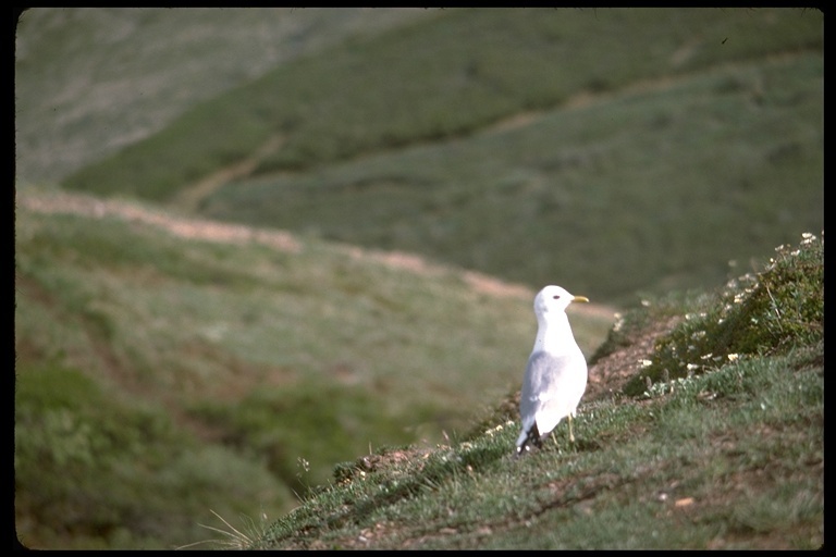 Larus canus brachyrhynchus Richardson 1831的圖片