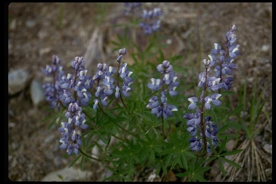 Image of Nootka Lupine