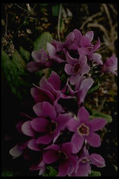 Слика од Primula eximia Greene